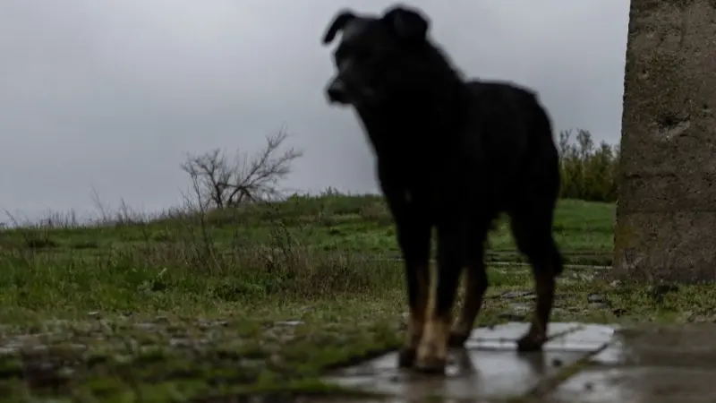 "تكفى لا تخطفني".. طفلة سعودية تنجو من كلاب ضالة رغم خوفها من الخطف