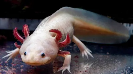 دراسة علمية: السمندل المكسيكي مفتاح إعادة الأطراف البشرية المبتورة