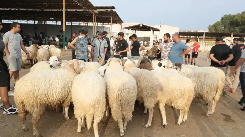 إطلاق منصة أضاحي العيد في الجزائر.. وهذه خطوات حجز كبش العيد