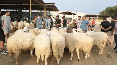 related_news_inside_blogsإطلاق منصة أضاحي العيد في الجزائر.. وهذه خطوات حجز كبش العيد