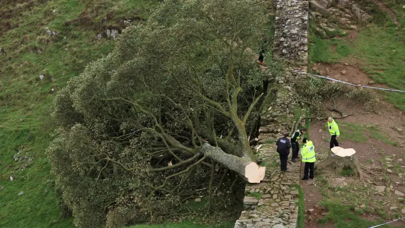 صور - عمرها 200 عام.. حزن في بريطانيا بعد قَطع شجرة "روبن هود"