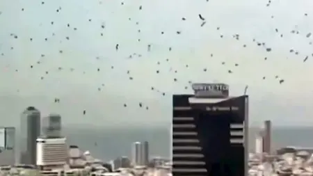 related_news_inside_blogsنذير شؤم.. ما حقيقة الغربان التي غزت سماء تل أيب؟