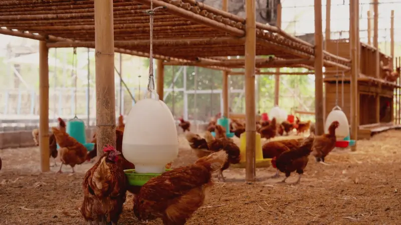 ما حقيقة انتشار مرض طاعون الدجاج في سوريا؟