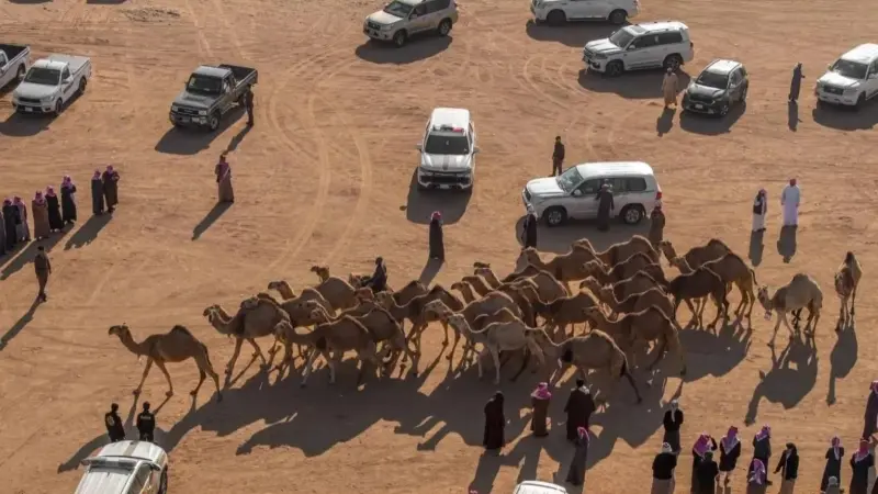 رابط تصويت منصة راعي النظر.. التفاصيل الكاملة لمسابقة منقية الجزيرة