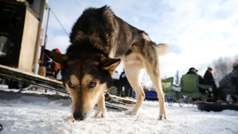 دراسة صادمة.. أقدم كلب معروف عمره 15,800 عام