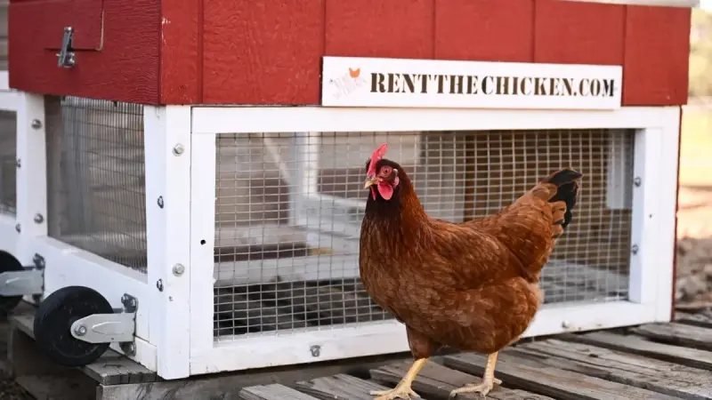 صور - الأميركيون يستأجرون الدجاج لمواجهة ارتفاع أسعار البيض