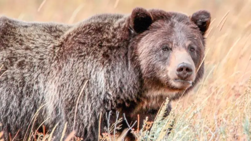 صور - أميركا تواصل حماية أكثر من 2000 دب أشهب في جبال روكي