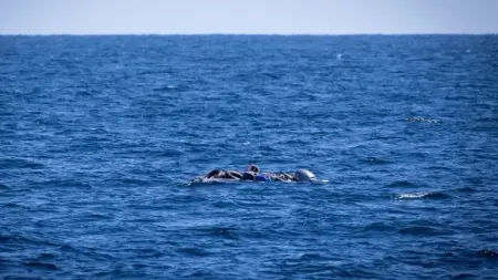 related_news_inside_blogsقوارب الموت تخطف أرواح 53 شخصا قبالة سواحل ليبيا