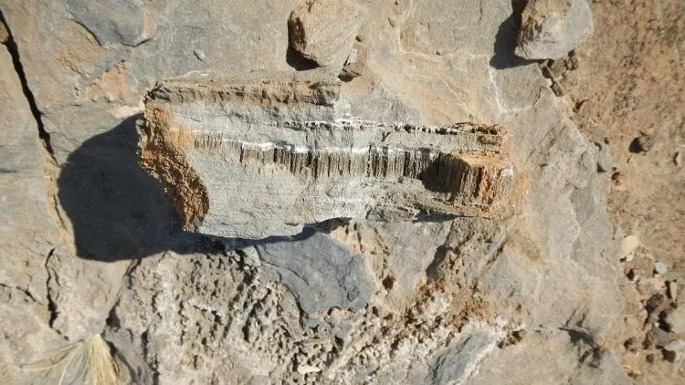 صور - كائنات غريبة في عمان والسعودية.. والعلماء يكشفون التفاصيل