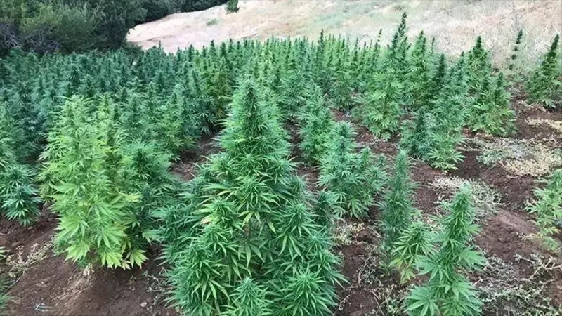 المغرب.. افتتاح أول مصنع لإنتاج القنب الهندي
