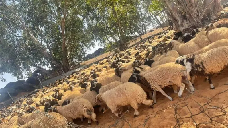 موعد عيد الأضحى 2024 في ليبيا.. فرحة تداعب قلوب الليبيين