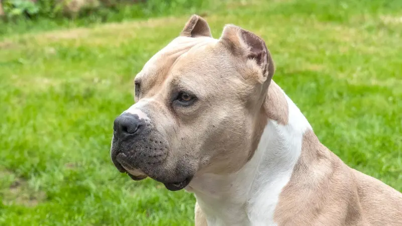 أنواع الكلاب المحظورة في مصر.. تنظيم صارم لحيازة الحيوانات الخطرة