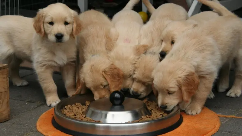 طعام الكلاب يلوّث المناخ أكثر من وجبات أصحابها