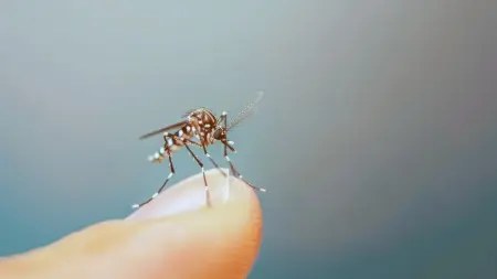 هل ينجذب البعوض إلى فصائل دم معينة؟ طبيب يوضح