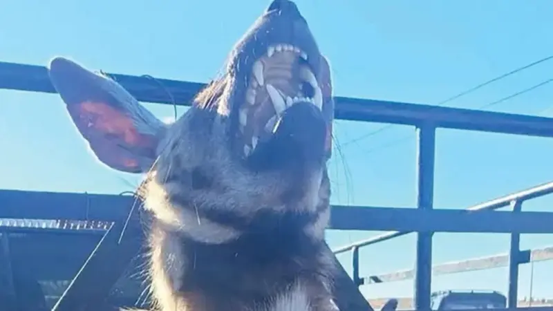 حادثة تعذيب ضبع في ليبيا تثير غضبا واسعا