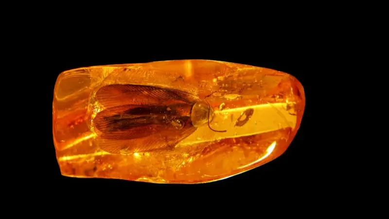 فيديو - صرصور للبيع في مزاد عالمي.. عمره صادم