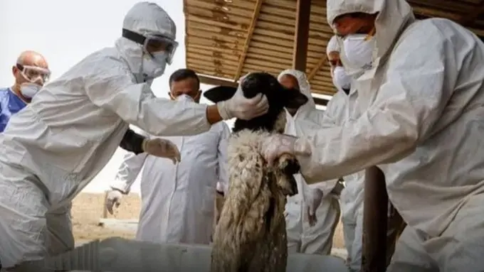 الحمّى النزفية تنتشر في العراق.. كل ما يجب معرفته عنها