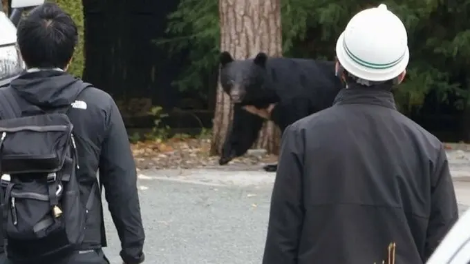 إجراء مفاجئ.. اليابان تسمح للشرطة بـ"استهداف" الدببة بالسلاح