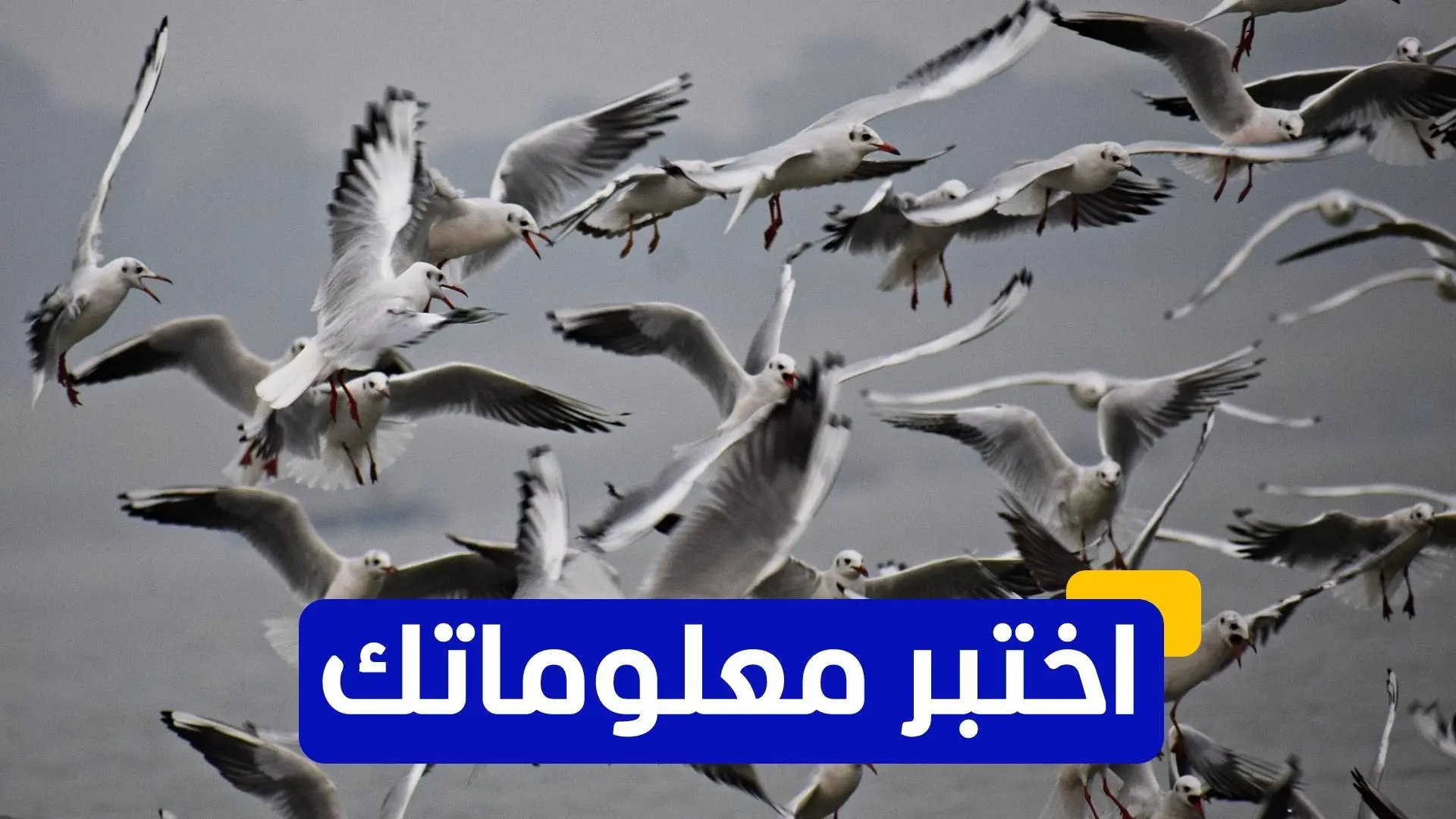 أستراليا أعلنت أنها ستُطعِّم أنواع الطيور التي تُعدّ شديدة التأثر بسلالة "اتش 5" المعدية أستراليا أعلنت أنها ستُطعِّم أنواع الطيور التي تُعدّ شديدة التأثر بسلالة "اتش 5" المعدية