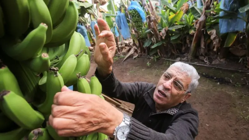 أزمة الموز في تونس تفتح ملف التهريب والرقابة من جديد