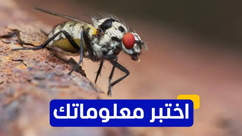 اختبر معلوماتك - ما هي البعوضة التي تنقل فيروس الشيكونغونيا؟