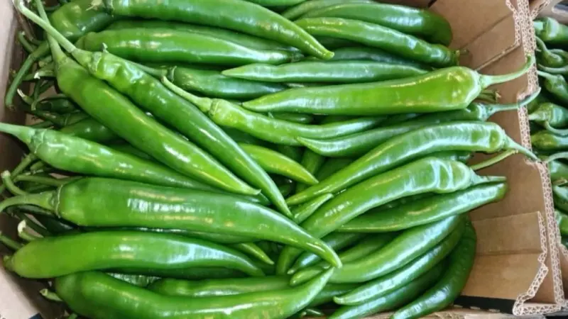 "حشيش" في فلفل أخضر.. ضبط مهربي مخدرات بالمغرب