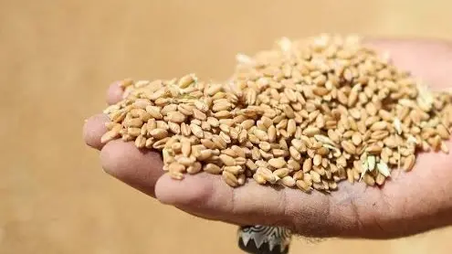 أزمة قمح عالمية تتشكل في البحر الأسود