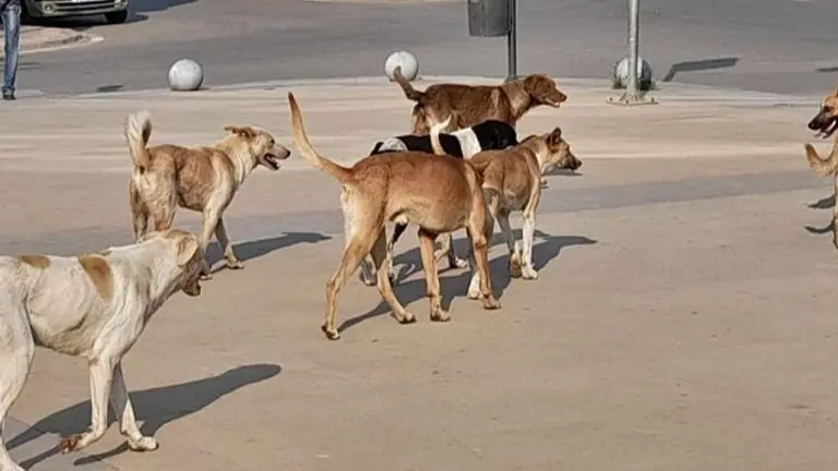 كلاب ضالة تقتل طفلة رضيعة في الجزائر