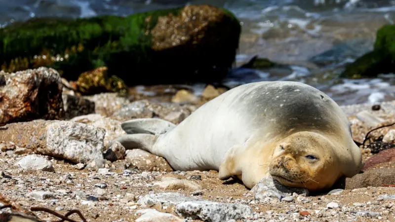 صور - فقمة تزور شواطئ يافا وتجذب عشرات المتفرجين