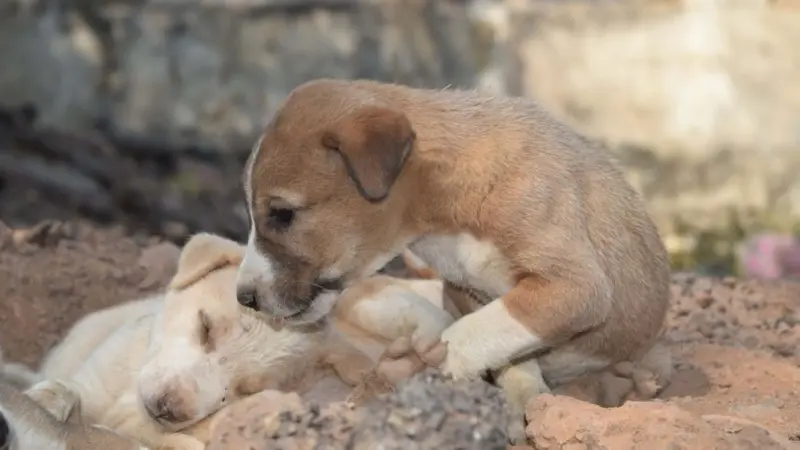 في بريطانيا.. حتى الكلاب لم تسلم من الأزمة الاقتصادية