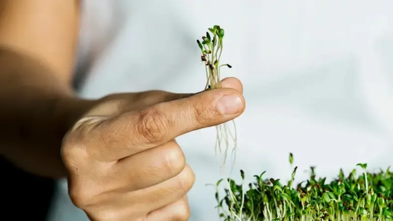 تنمي العضلات.. ما هي فوائد حب الرشاد للرجال؟