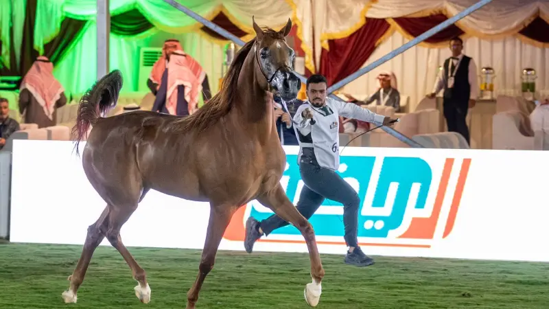 جدول بطولات جمال الخيل العربية 2024..  موعد مع متعة عشاق الخيول الأصيلة