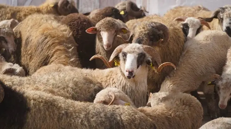 وزارة الفلاحة تكشف موعد نهاية بيع الأضاحي المستوردة في الجزائر