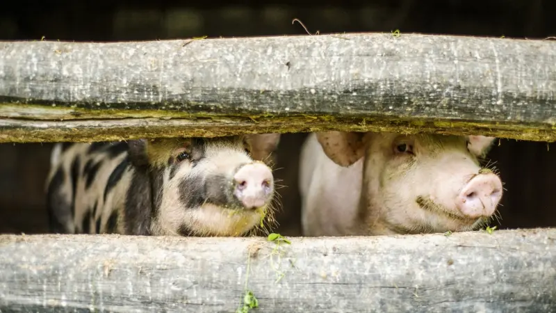 للمرة الأولى.. العثور على إنفلونزا الطيور في خنزير بأميركا