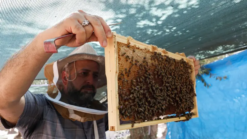 صور - لسع النحل.. علاج بديل يلقى شعبية في الموصل