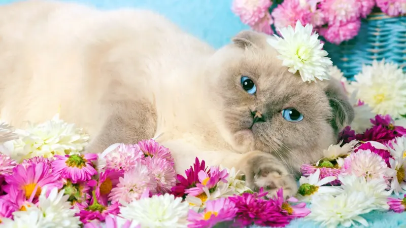 دراسة: تربية القطط تعرّض الأطفال للإصابة بالفصام