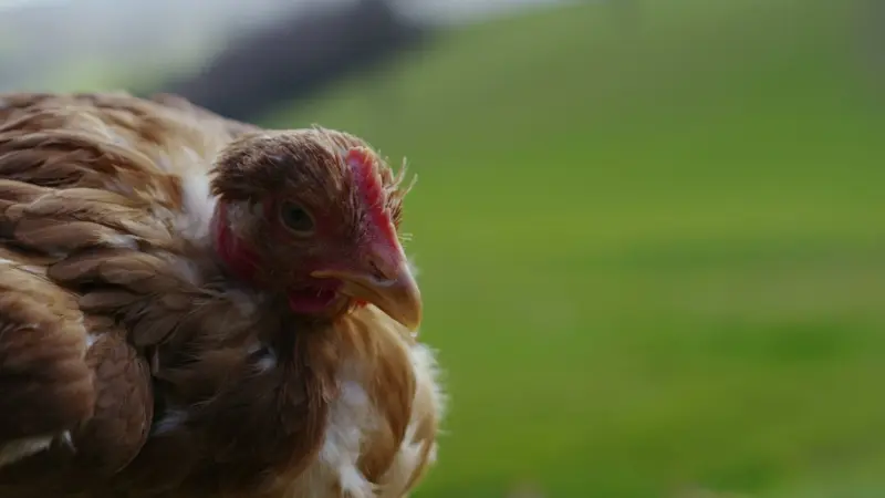 الأردن.. البرد القارس يتسبب بنفوق 30% من إنتاج الدواجن