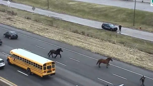 فيديو - حصانان طليقان يتنقلان بين السيارات ويعيقان حركة المرور