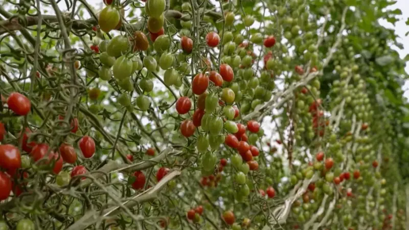 الصين تبتكر طماطم برائحة الفشار.. ما القصة؟
