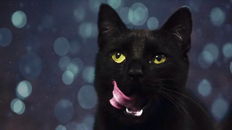 فيروس القطط.. مفتاح لفهم كوفيد طويل الأمد