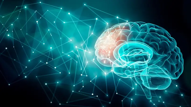 كيف يثبت الدماغ ذكرياته رغم تغير إشاراته؟