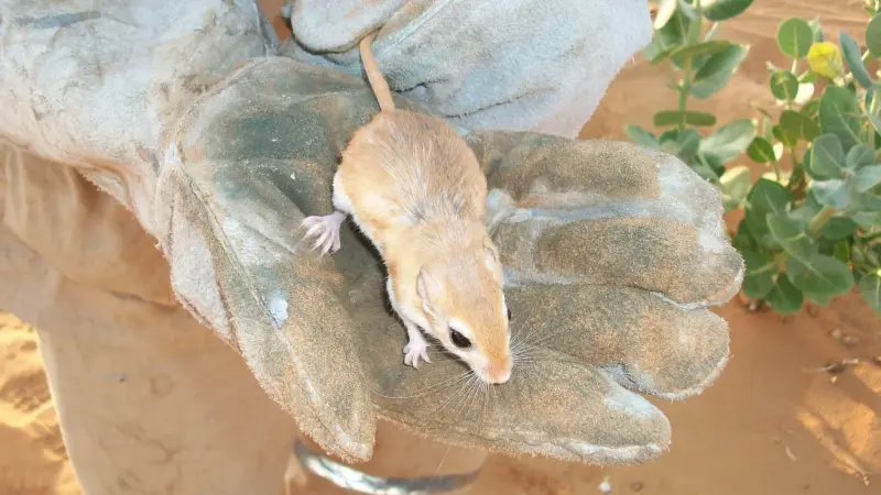 ارتفاع حالات المرض الناجم عن بول الفئران.. ما هو البريميات؟