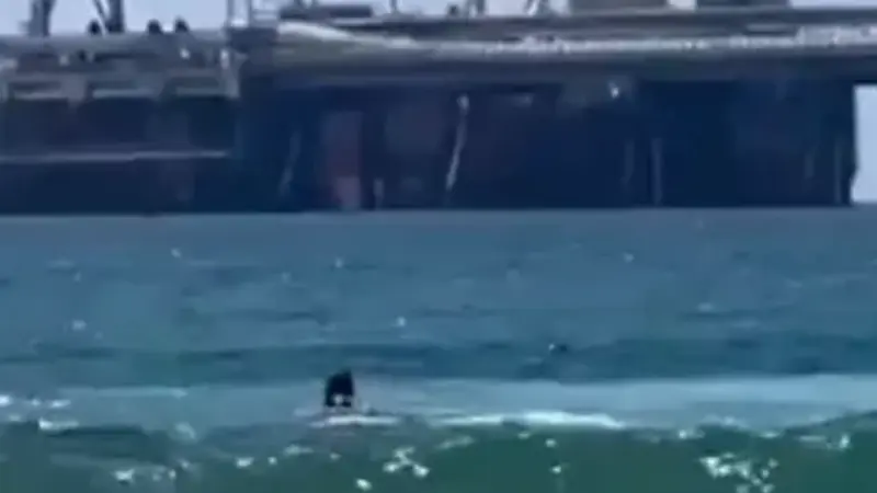 فيديو - لحظات رعب.. سمكة قرش تفترس غواصا إسرائيليا