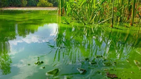 related_news_inside_blogsخطر غير مرئي في الهواء.. سموم الطحالب تهدد صحة البشر