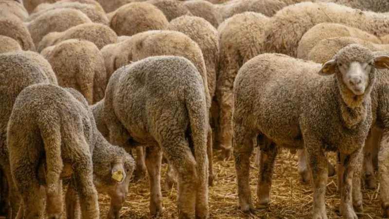 المغرب.. حسم الجدل حول قيمة الدعم الاستثنائي لاستيراد الماشية