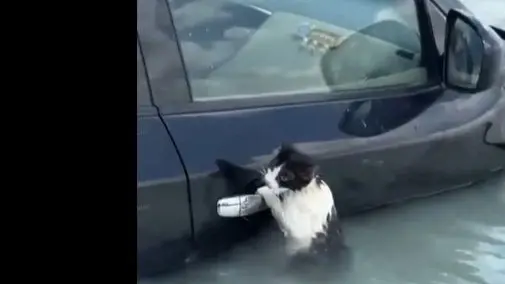 فيديو - إنقاذ شرطة دبي لقطة من مياه الأمطار يثير الإعجاب