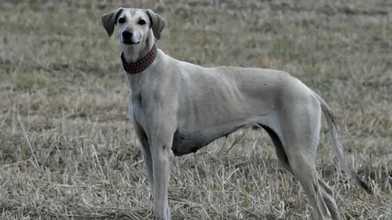 سلالة نبيلة.. كلاب السلوقي التونسية مهددة بالتهجين