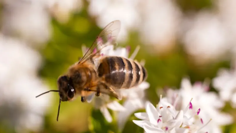 سم النحل.. ما فوائده؟