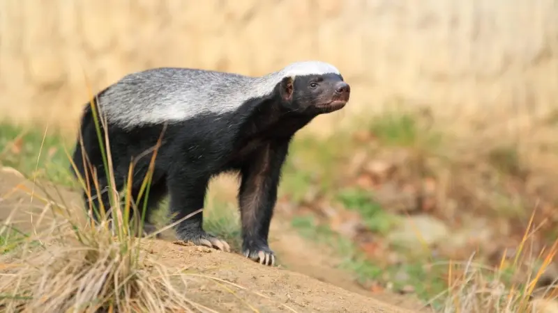 "عسيلة".. غرير العسل يثير ضجة في المغرب