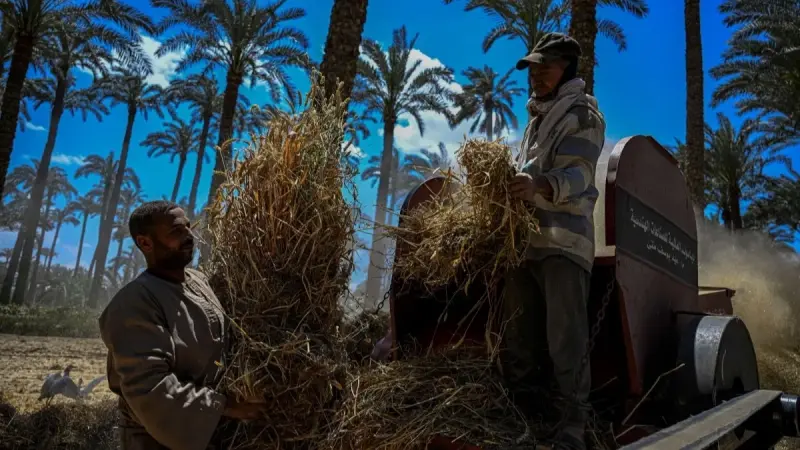 وزير الزراعة المصري: نتجه للاكتفاء الذاتي بحلول هذا الموعد